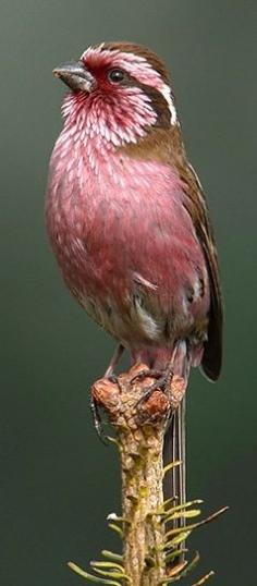 White-browed Rosefinch by James Ownby