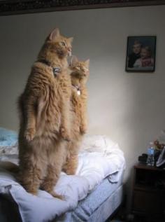 Hilariously strange.... lol The person who took this picture says this is how the cats watch birds out the window.