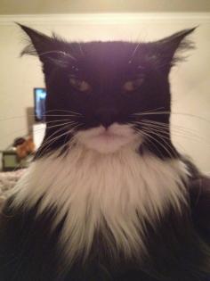 This cat looks like Batman I couldn't stop laughing when I saw this!