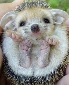 Baby hedgehog..ridiculously cute.