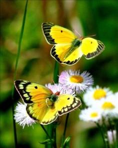 
                        
                            Daisies and Butterflies
                        
                    