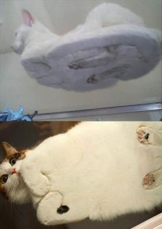 
                        
                            Ha, this is what the underneath view of a cat looks like. :)
                        
                    