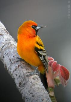 streak-backed oriole (icterus pustulatus) by punkbirdr on Flickr.