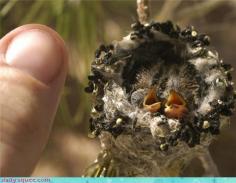 Tiny hummingbirds ~ how incredible and precious is this??