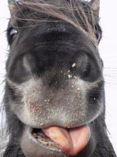 
                        
                            Shetland Pony by bmdunster, via Flickr
                        
                    