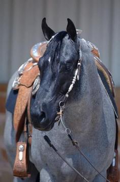 
                        
                            Blue roan in show gear
                        
                    