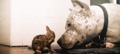 
                        
                            Pitbull Dog Loves Bunny | GIF
                        
                    