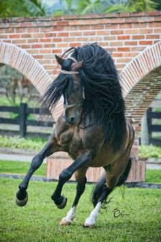 Principe de la Maracana FC, Paso Fino stallion.