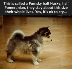 The Pomsky…