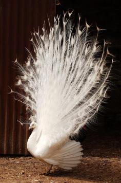 Amazing white peacock