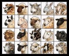 20 breeds of sheep; 1) Scottish Blackface 2) Oxford Down 3) Lincoln Longwool 4) Blue faced Leicester 5) Merino 6) Kerry Hill 7) Border Leicester 8) Dorset Down 9) Romney 10) Suffolk 11) Hill Radnor 12) Clun Forest 13) Jacob 14) Cheviot 15) Black Welsh Mountain 16) Herdwick 17) Hampshire 18) Southdown 19) Rough Fell 20) Dartmoor