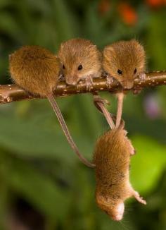 Team work - mouse #mouse