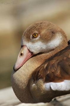 Egyptian Goose