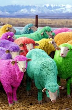 Love this :-) Freshly dyed sheep run in view of the highway near Bathgate, Scotland. The sheep farmer has been dying his sheep with NONTOXIC dye since 2007 to entertain passing motorists....