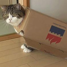 
                        
                            19 Irresistible GIFs of Cats in Boxes
                        
                    