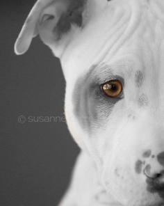 
                        
                            Pit Bull Puppy, dog, fine art photography, home decor, amber eyes, dog photography, home decor, 8x10
                        
                    