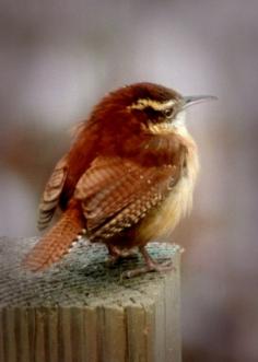 winter wren