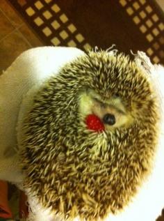 
                        
                            just a hedgehog and a raspberry... :)
                        
                    