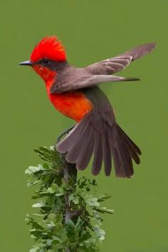 
                        
                            Vermilion flycatcher
                        
                    