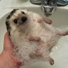 hedgie gets a bath