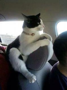
                        
                            Back seat driver... #felines #cats #kittens #pets #companions #animals
                        
                    