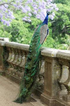 peacock