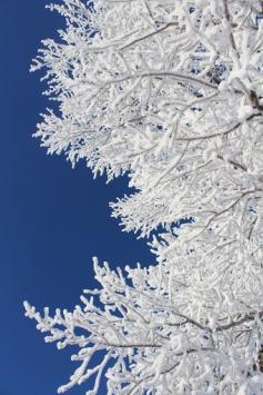 Frost + Trees = Beauty