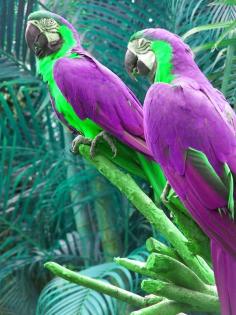 Beautiful birds! Didn't know they came in purple my daughter would love this pair :)