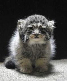 
                        
                            Russian wild kitten (manul)
                        
                    