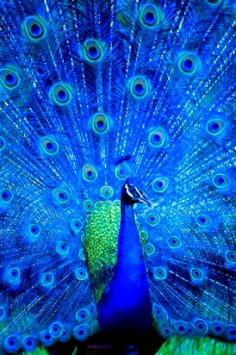 Cerulean Peacock