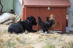 Dogs and backyard chickens - definitely the pointers we need for Jake and Abby. The chickens will have run of the yard during the day once we get it fenced in!