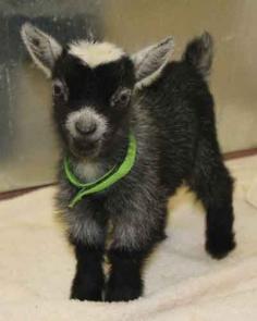 
                    
                        Too cute #goat #cute
                    
                