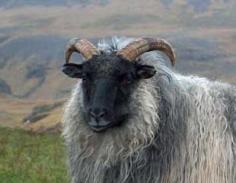 
                    
                        Icelandic sheep.
                    
                