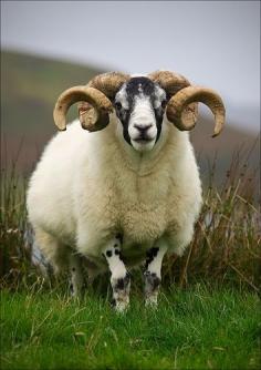 
                    
                        Ram - Isle of Skye, Scotland
                    
                