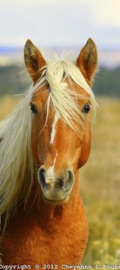 
                    
                        Beautiful Rescued mustang
                    
                