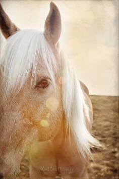 
                    
                        “Let your horse teach you about yourself, for you may be at the age where no one else can.”
                    
                