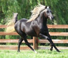 
                    
                        Kentucky Mountain Horse - Liver with flaxen mane 'n tail ... we have some ... GREAT horses!! ♥
                    
                