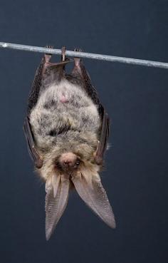 
                    
                        Brown long-eared bat. Equipped with ears almost the same length as its body, this widely distributed tree dweller, found in woodlands such as   www.forestry.gov...., Northamptonshire’s Fineshade Woods, doesn’t have to pursue prey in flight; it picks off invertebrates from leaves and bark. Credit: Getty.
                    
                