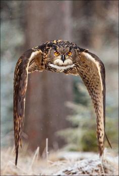 
                        
                            Eagle Owl in Flight - Great Photo!
                        
                    