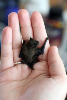 
                    
                        Bats are actually just winged puppies...it looks like that, anyway,
                    
                