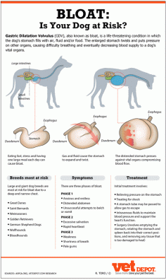 
                    
                        Is Your Dog at Risk for Bloat
                    
                