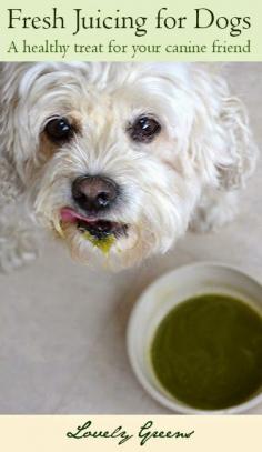 
                    
                        Did you know that freshly pressed juice can be a fantastic treat for your canine friend?
                    
                