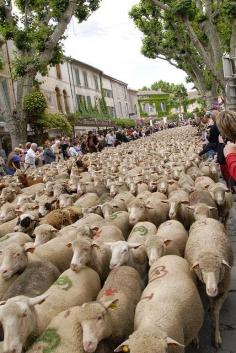 
                    
                        Sheep Parade, France
                    
                