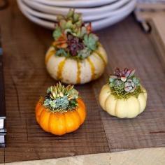 
                    
                        How cute is this "pumpculents" idea for a centerpiece or to decorate your mantel or console table?
                    
                