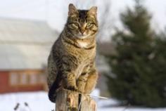 
                    
                        Winter Tips - Alley Cat Allies
                    
                