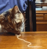 
                    
                        funny-gif-cat-eating-noodle
                    
                