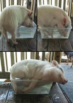 
                    
                        Oh, this piglet! :) I can relate on a hot day like this.
                    
                