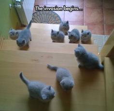 
                    
                        Cutest Invasion Ever
                    
                