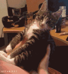 
                    
                        DON’T KITH ME, HOOMAN! | 8 Best Cat GIFs Of The Week
                    
                