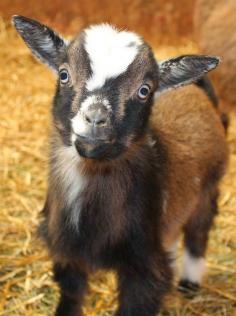 
                    
                        The Thrifty Homesteader: 7 things goats need
                    
                